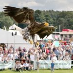Ben Potter's Eagle at Country Pursuits at Yorkshire Show