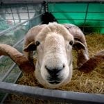 Sheep at the Great Show Yorkshire
