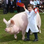 Young Pig Handler Champion at the Yorkshire Show