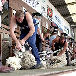 What s On Highlights For The Great Yorkshire Show 2024